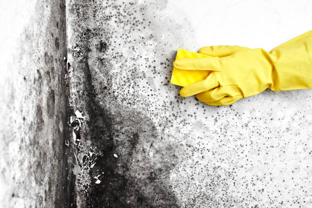 Best Mold Remediation Services  in Orem, UT
