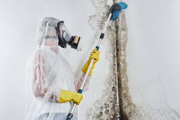 Professional Mold Removal in Orem, UT