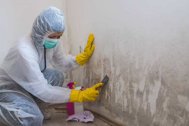 Mold Removal and Inspection in Orem, UT