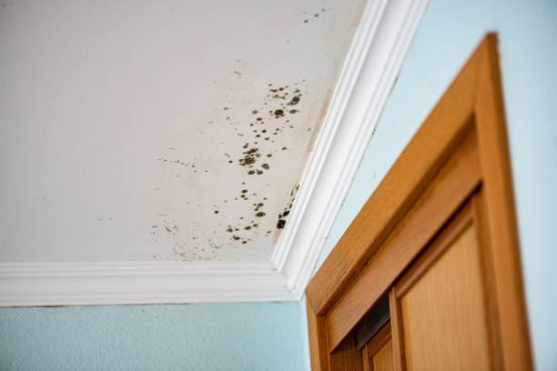 Best Crawl Space Mold Removal  in Orem, UT