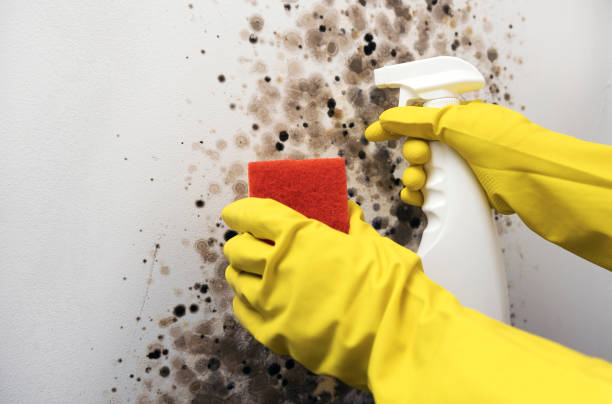 Best Mold Removal Process  in Orem, UT