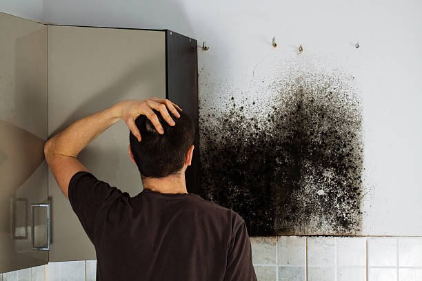 Best Local Mold Removal Service  in Orem, UT