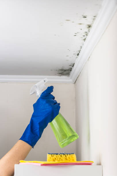 Best Mold Testing  in Orem, UT