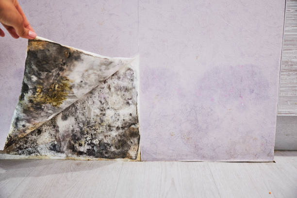 Best Office Mold Removal Services  in Orem, UT
